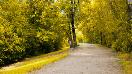 camino bosque