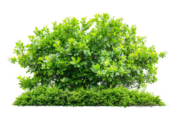 Obraz premium A lush full bush with a vibrant green hue, showcasing its intricate branching patterns on a white backdrop.