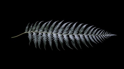 Obraz premium A single green fern leaf displayed against a black background.