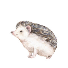 Cute hedgehog. Watercolor hand painted illustration isolated on white background. Wild woodland baby animal, forest character. Kids print, poster, scrapbooking, card design.