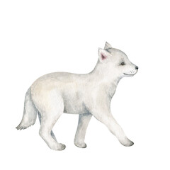 Fototapeta premium Cute white wolf cub. Watercolor hand drawn illustration. Wild woodland baby animal character. Children graphic. for cards, prints, posters, scrapbooking.