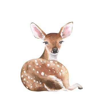 recommend clip art: Watercolor forest deer. Cute woodland animal illustration. Wild creature isolated on white background. Hand drawn art.