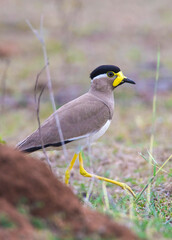 Naklejka premium Yellow wattled lapwing bird standing on the ground closeup shot
