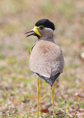 Yellow wattled lapwing bird standing on the ground closeup shot