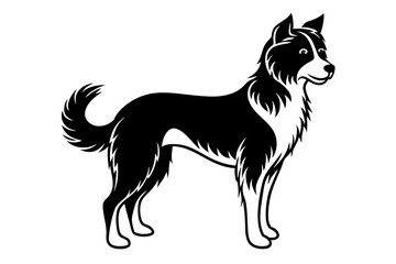 black and white dog