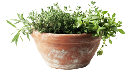 pot filled with fresh herbs on a transparent background
