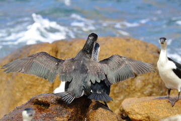 black-faced cormorant