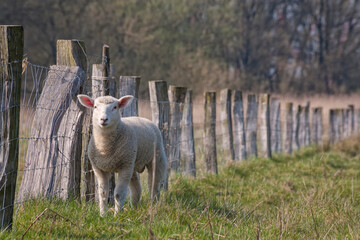 Lamb on a fenced meadow © eyewave
