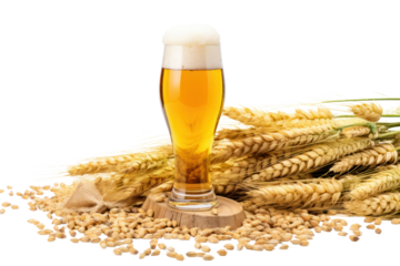 Tall beer glass filled with golden beer, surrounded by fresh hops, barley grains, and a wooden scoop of malt on a white background