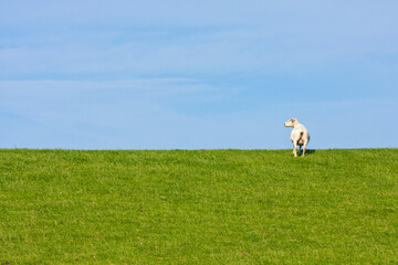 Fototapeta premium Shorn sheep on a levee under blue sky