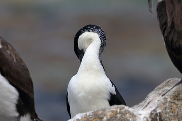 Fototapeta premium black-faced cormorant