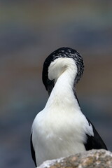 black-faced cormorant