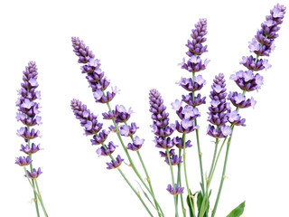 Obraz premium Close-up of Lavender Flowers in Bloom