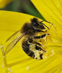 Pszczoła 