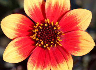 Close up of, a dahlia called Happy Days Bicolour Yellow Red.