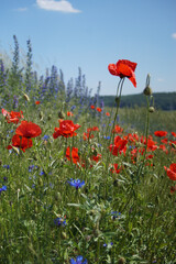 Mohnblumen auf dem Stechberg bei Lauchröden, Sommerwiese