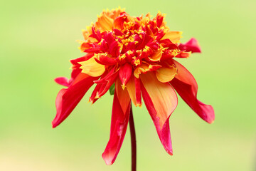 Dahlia Octopus Sparkle, Close up image of an Octopus Sparkle Dahlia with a sunlit green Bokeh background.