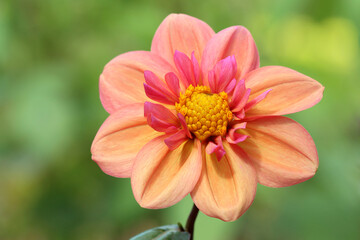 Dahlia flower called Strawberry Bon Bon, against a bokeh background. 