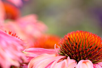 Close up of the pink flower Echinacea Mooodz Motivation with copy space, bokeh background.