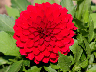 Dahlia, Midalio Scarlet. This is a Midalio Scarlet dahlia flower.
