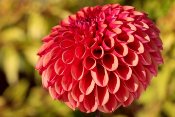 Copper Boy Dahlia. Close up image of a Copper Boy Dahlia with bokeh background.