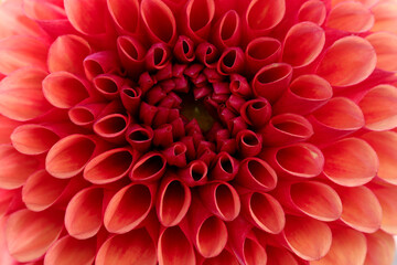 Copper Boy Dahlia. Close up image of a Copper Boy Dahlia.