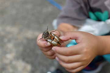 公園で捕まえたセミを手に持って見せる
