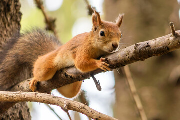 A young wild forest squirrel lies high on a dry tree branch.