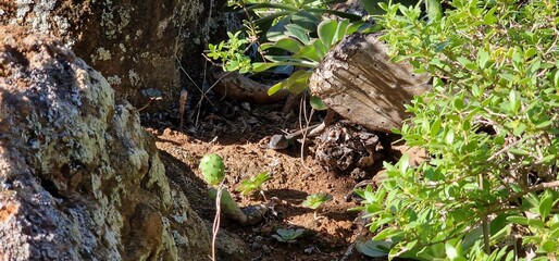 Gallotia galloti, also known commonly as Gallot's lizard, the Tenerife lizard, and the Western Canaries lizard, is a species of wall lizard in the genus Gallotia. The species is native to the Canary
