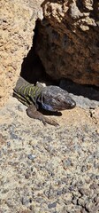 Gallotia galloti, also known commonly as Gallot's lizard, the Tenerife lizard, and the Western Canaries lizard, is a species of wall lizard in the genus Gallotia. The species is native to the Canary