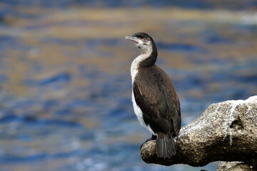 black-faced cormorant