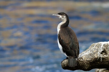 black-faced cormorant
