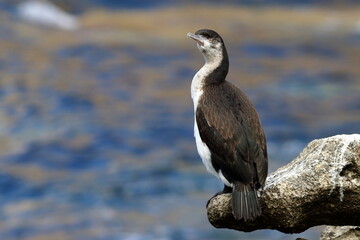 black-faced cormorant