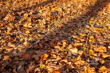 a park in autumn with the ground covered with fallen leaves from the trees.