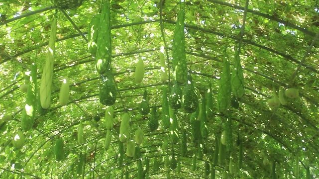 Lagenaria siceraria is unusual in shape, delicious, suitable for cooking. Popularly grown in Taiwan, planted for beauty, decorate the garden to be beautiful and can be used for cooking.