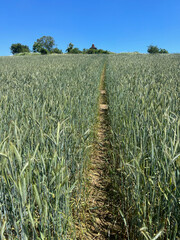 Der Pfad zum Stechberg bei lauchröden