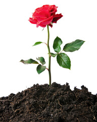 single rose flower in pile of soil isolated on white or transparent png