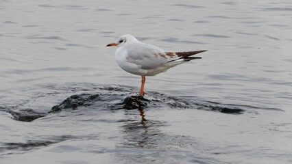 Black headed gull