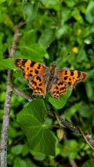 Papillon en campagne