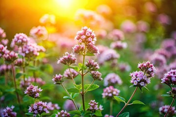 Fototapeta premium Graceful marjoram flowers flourish in a vibrant garden, bathed in gentle natural light, creating a serene and enchanting atmosphere of blooming beauty and tranquility.