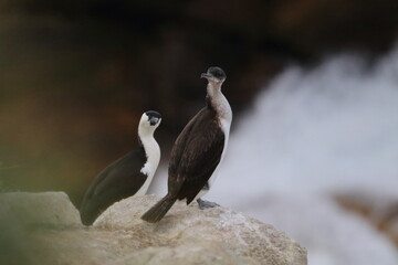 black-faced cormorant