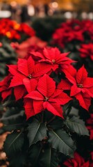 Vibrant red poinsettia flowers in full bloom, set against lush green leaves, capturing the festive holiday spirit with their vivid color.