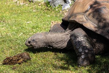 Fototapeta premium Aldabra giant tortoise, Curieuse Marine National Park, Curieuse, Seychelles