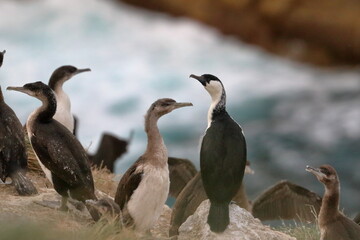 black-faced cormorant
