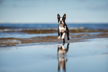 boston terrier dog running on a beach