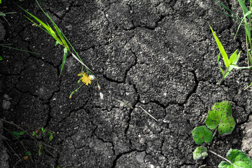 cracked black earth with a yellow flower