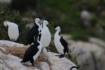 Fototapeta premium black-faced cormorant