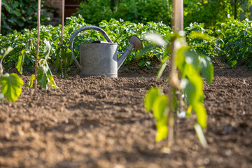 Vieil arrosoir dans un jardin potager au printemps au milieu des plantes et des légumes. © Thierry RYO