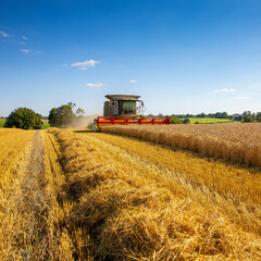 Fototapeta premium Moissonneuse au travail dans les champs de blé pendant les moisson en été.