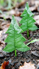 Close-up of two small green leaves shaped like miniature Christmas trees, growing in soil with a blurred natural background.